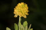 Golden clover